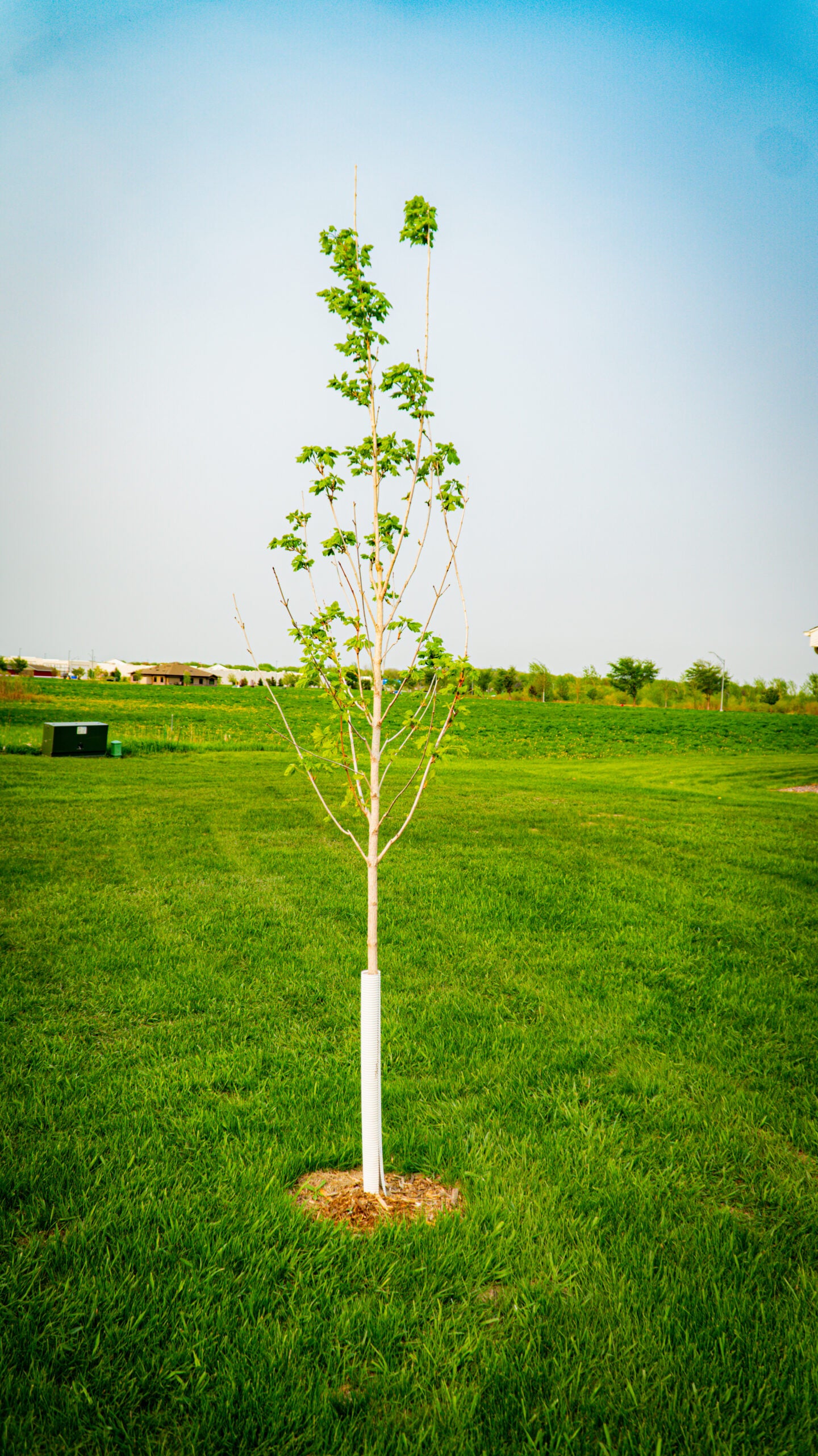 In loving memory of Sue Schroepfer